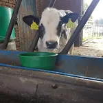 Bed Bij Boertje * Pijnacker