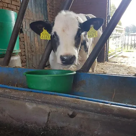 Bed Bij Boertje * Pijnacker