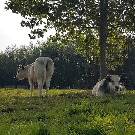 מלון Bed Bij Boertje Pijnacker