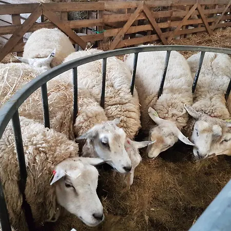 מלון Bed Bij Boertje