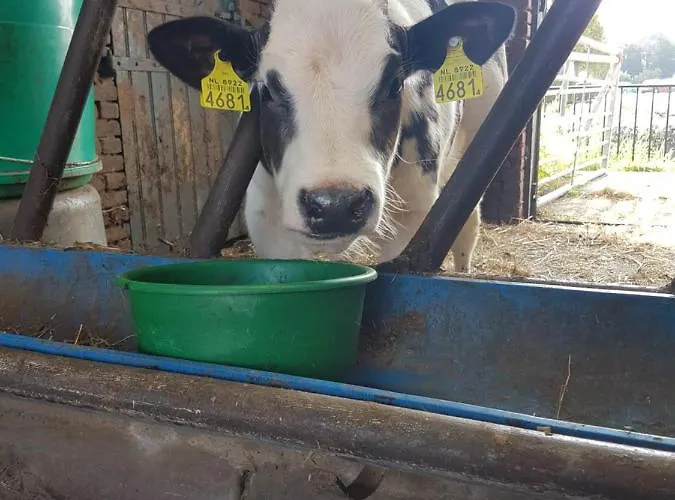 Bed Bij Boertje * Pijnacker