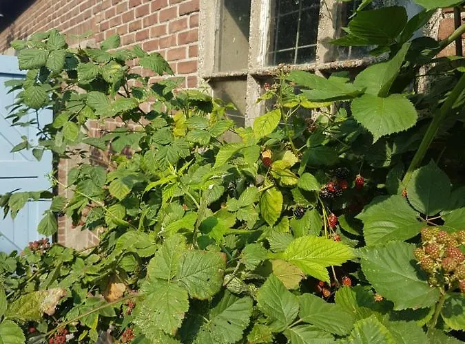 Hotel Bed Bij Boertje Pijnacker