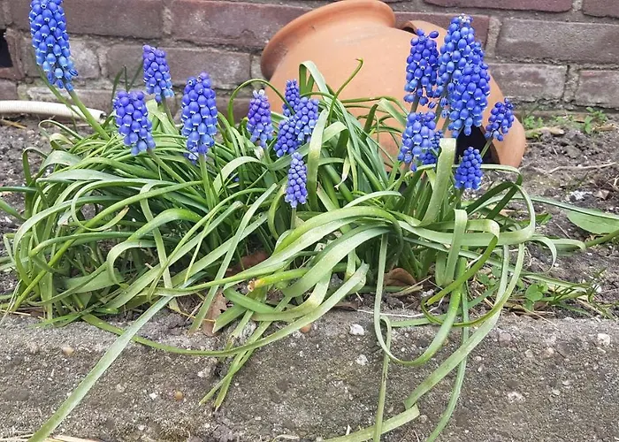 Bed Bij Boertje Hotel