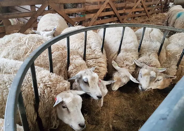 Hotel Bed Bij Boertje